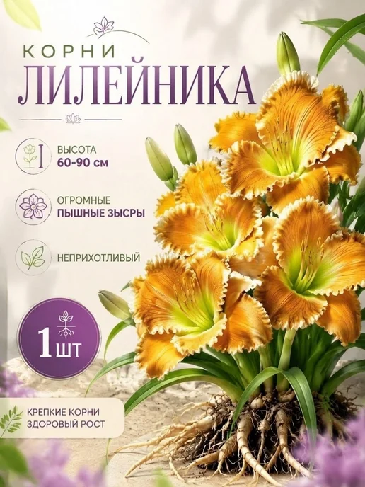 Лилейник саженцы многолетние цветы 1шт